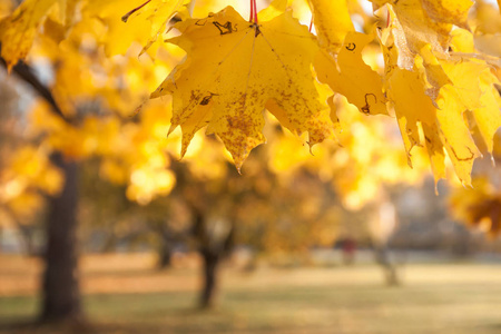 公园里的秋天金色的枫叶在阳光下