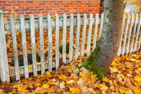 美丽多彩的秋景，白色的旧篱笆和芬兰的秋色