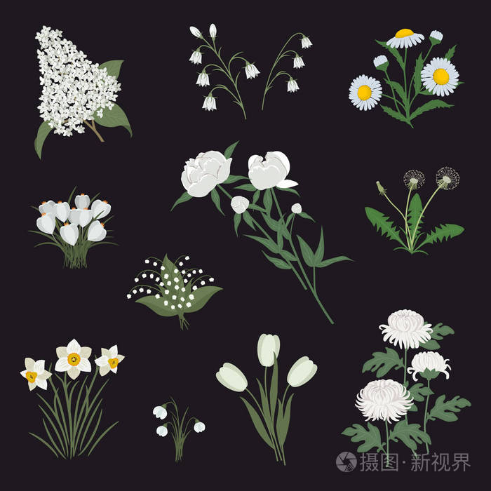 收集黑色背景上的白花 图中有水仙花 牡丹 郁金香 紫丁香 蒲公英 菊花 雪莲 山谷铃和番红花的百合花插画 正版商用图片192wbj 摄图新视界