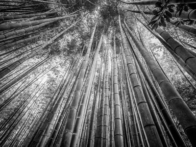 日本森林旅行摄影中高大的竹树图片