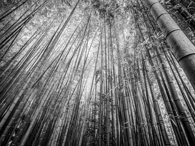 日本森林旅行摄影中高大的竹树