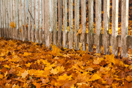 美丽多彩的秋景，白色的旧篱笆和芬兰的秋色
