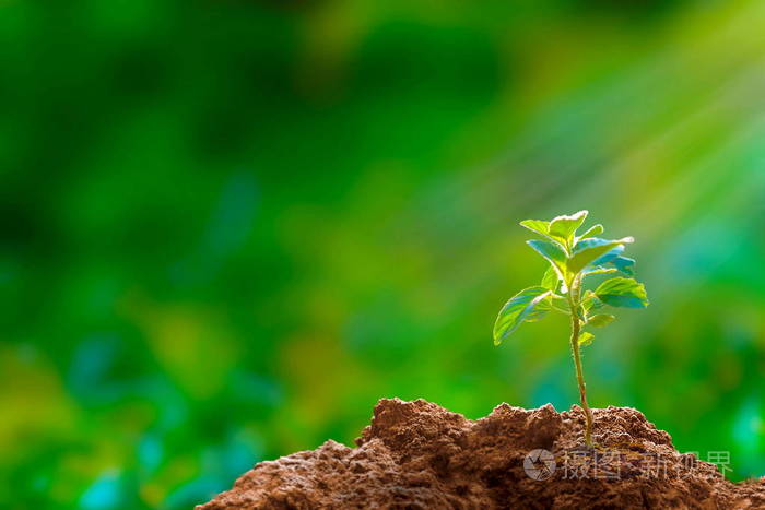 新生长的树苗象征新生命的新希望