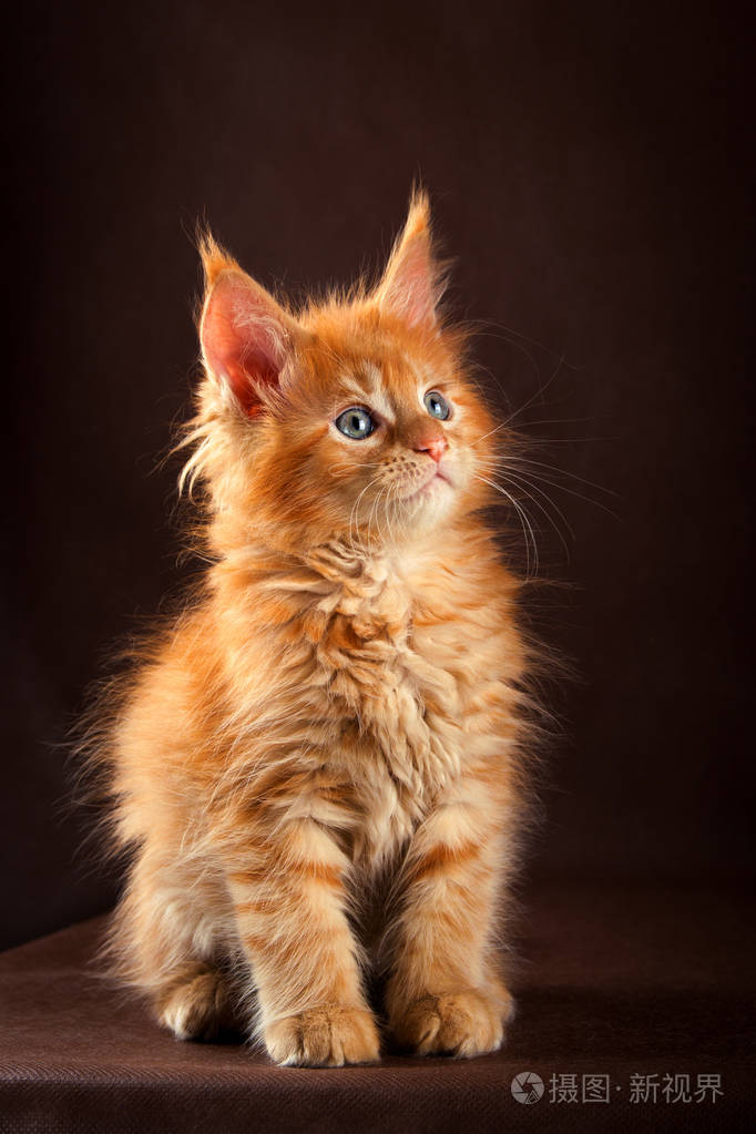 蓬松美丽的生姜缅因州茧猫在黑色棕色背景照片 正版商用图片192xhq 摄图新视界