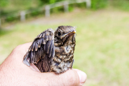 s friend takes care of wounded little bird