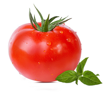 白色背景下分离的番茄和罗勒