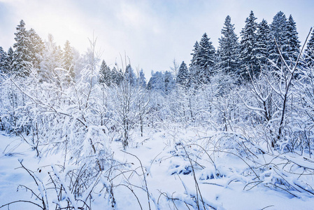 冬天的时候森林里的树上有雪。