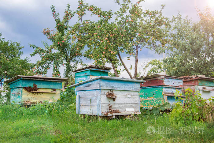 一群蜜蜂在农场花园里的一个古老的木制蜂巢上蜂房蜂群避风在阳光下好