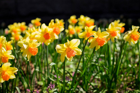黄色的新鲜和白色的春天生长着盛开的水仙花的背景. 花园中的水仙花, 阳光明媚的春天天气