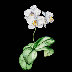 水彩画手旁一朵盛开的白兰花.孤立在黑色背景上.照片