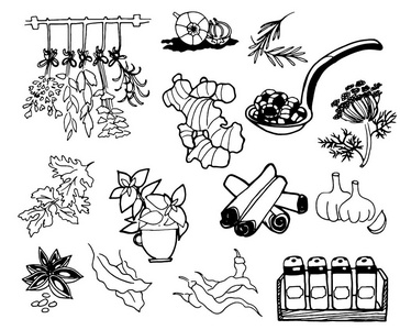 草药和香料。手绘的向量例证集合。雕刻风格的味道和调味品图纸。植物复古食品小品