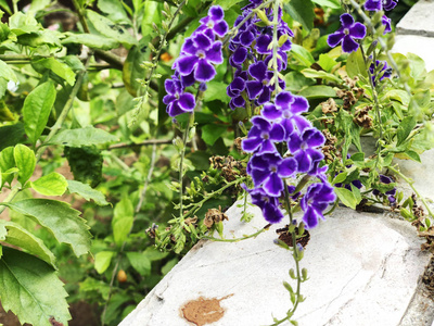 大自然中的小紫色花朵