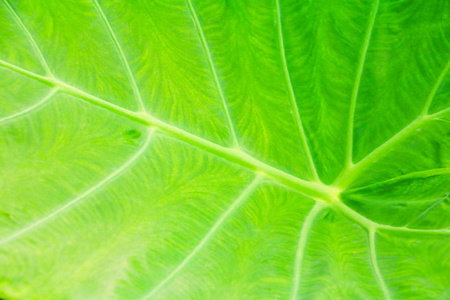 绿叶软质地美丽的背景与复制空间添加文本ColocasiaEsculentaLSchottAraceae。