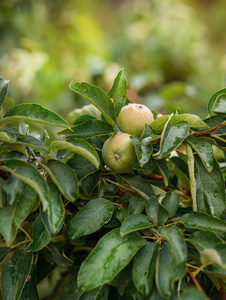 花园里一棵树上的青苹果。 农场里种植有机水果。 传统农业耕作与现代果树栽培。