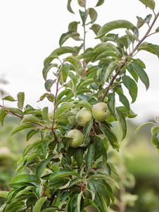 花园里一棵树上的青苹果。 农场里种植有机水果。 传统农业耕作与现代果树栽培。
