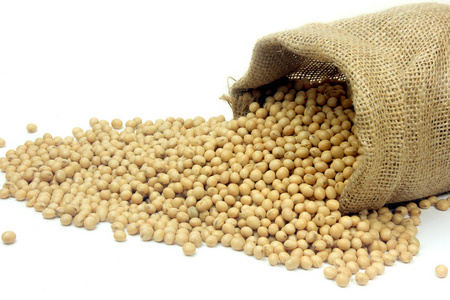 生豆新鲜有机食品土包内分离白色背景。 特写角度