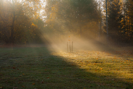 秋日的早晨，阳光透过树和雾照射到小树上