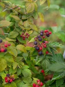 有机黑莓灌木。 生长有机浆果特写。 水果花园里成熟的黑莓。