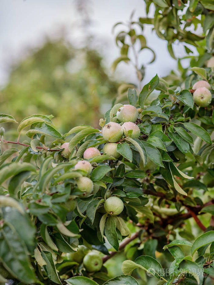 花园里一棵树上的青苹果. 农场里种植有机水果.