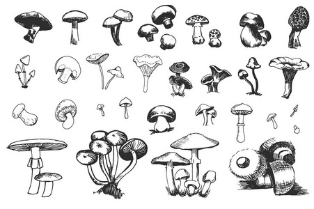 蘑菇的剪影图片