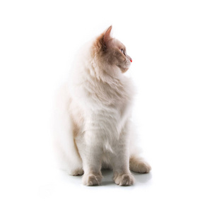 孤立的白色背景上可爱的猫