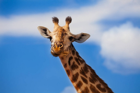 肯尼亚国家公园非洲长颈鹿头在蓝天上的巨大近照