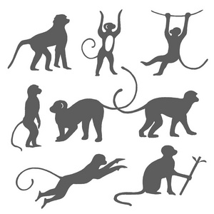钻石猴子剪影十二只猴子剪影剪影猴子狒狒猴子剪影猴子剪影新年卷尾