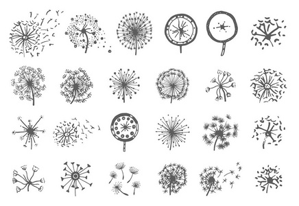 向量蒲公英花例证的向量手绘剪影在白色背景