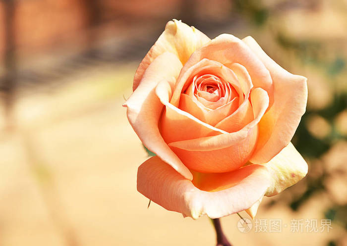 橘子玫瑰在花园里