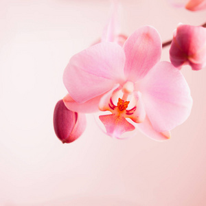 浅粉红色精致的兰花背景壁纸