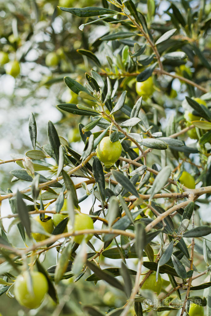 绿色橄榄树背景壁纸