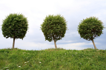 三棵树剪影图片