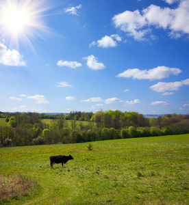 牛在草地上，蓝色的天空上