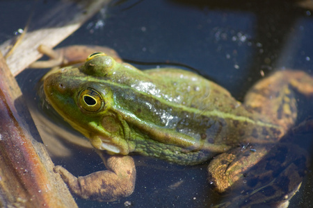 绿色青蛙在池塘里