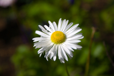 洋甘菊