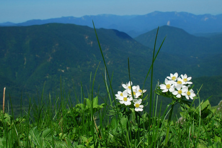 花卉