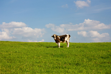 在一片草地上公牛