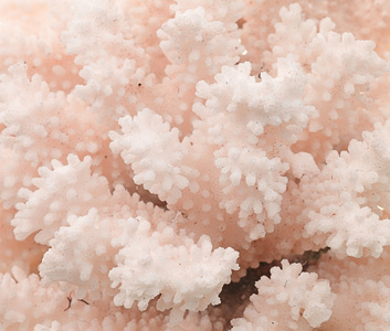 粉红珊瑚纹理图片