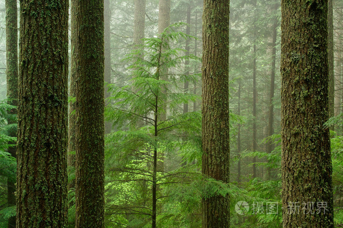西铁杉异叶铁杉脱颖而出
