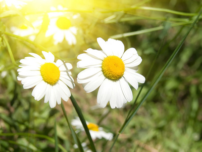 鲜花