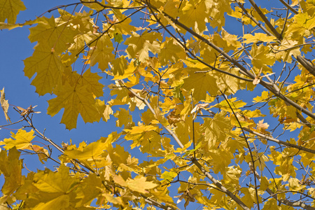 黄色叶子的枫树分行