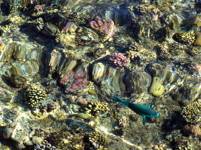 珊瑚礁在埃及沙姆沙伊赫