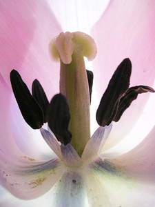 紫郁金香