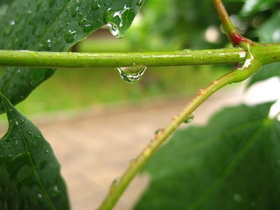 雨滴