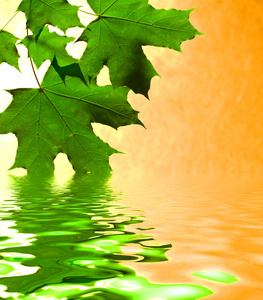 叶槭树，反映在水