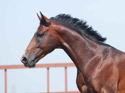 年轻的棕色 trakehner 马