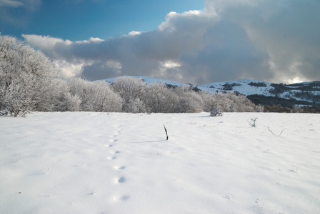 冬季冰雪森林