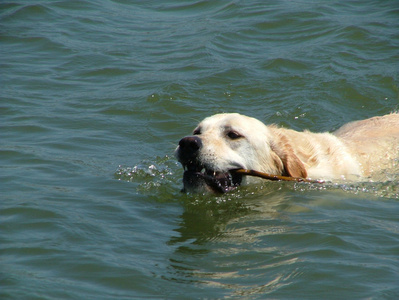 游泳的狗