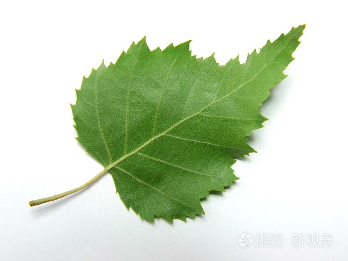 白桦叶照片 正版商用图片x 摄图新视界