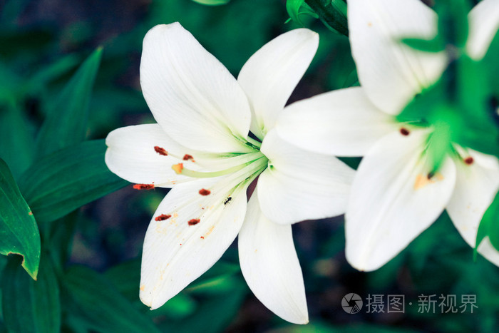 白百合照片 正版商用图片1946mt 摄图新视界 白百合照片 正版商用图片1946mt 摄图新视界